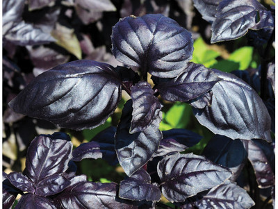 Qualtivate VXI-4 Ocimum basilicum - Amethyst Basil Seed(1000 per packet)