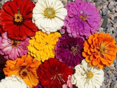 Quentova Giant Zinnia Mix Flower-VIC-6R Seed(50 per packet)