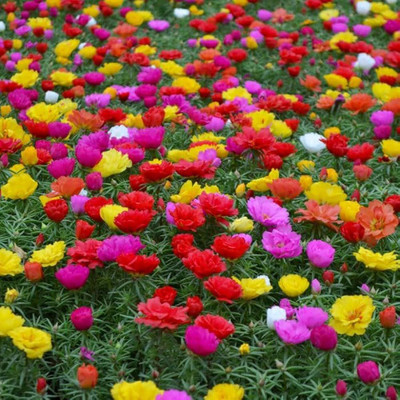 LIFELEX Portulaca Grandiflora (Moss Rose) Double Mix Seed(30 per packet)