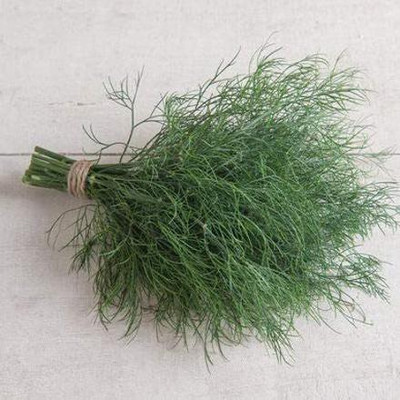 VibeX VXI-70 - Dill Gribovsky - (2250 Seeds) Seed(2250 per packet)