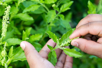 LPR TULSI, BASIL SEEDS Seed(20 per packet)