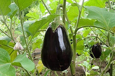 Biosnyg F1 Hybrid Kiran Purple Brinjal ( Seeds) Seed(2000 per packet)