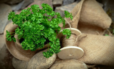 SOWCAN Curly Moss Parsley Indispensable aromatic plant Seed(100 per packet)