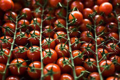Oliver F1 Quality tomato seed Seed(68 per packet)