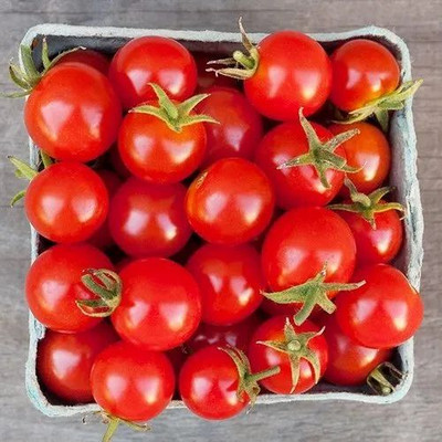 KNESSiN XIV-66 HS-101 Tomato Seed(200 per packet)