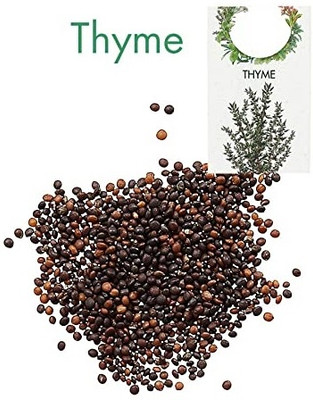 KNESSiN Thyme Seed(500 per packet)