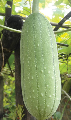 VibeX Sponge Gourd | F1 Hybrid | Organic[500 Gms, 2500 Seeds] Seed(2500 per packet)