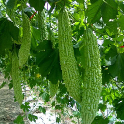 KNESSiN Bitter Gourd Seed(400 per packet)