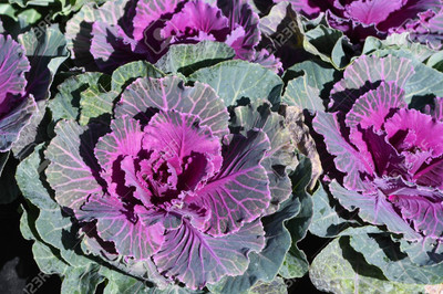 CYBEXIS Purple Kale2000 Seeds Seed(2000 per packet)