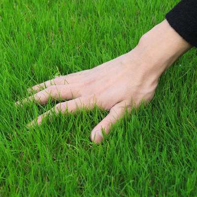 BDSresolve Mat grass seeds Pack of 7800 Seed(7800 per packet)