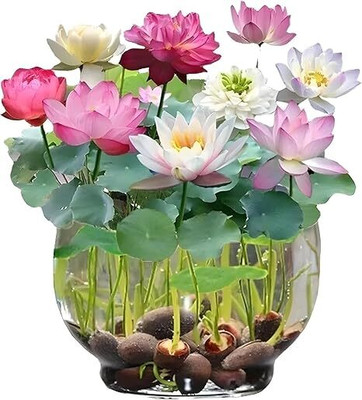 SRKR AGRO Japanese Rainbow Lotus Flower Seeds,Dwarf Flower Seeds-Rainbow Lotus Flower Seed(6 per packet)