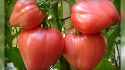 Qualtivate PUA-2A Pink Beefsteak Tomato Determinate Seed(300 per packet)