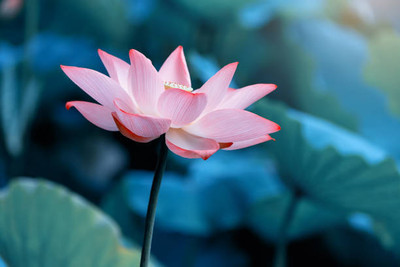 VINSEE lotus,kamal gatta Seed(11 per packet)