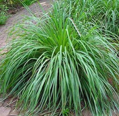 CYBEXIS NDIR-85 - Lemon Grass Cymbopogon - (750 Seeds) Seed(750 per packet)