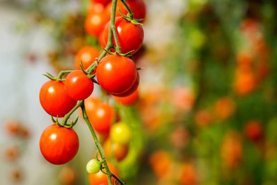 Aam beej tomato Seed(135 per packet)