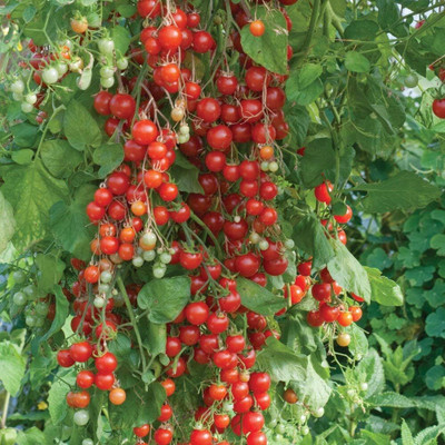 Qualtivate RES-1A Vine Red Tomato Indeterminate Non GMO Seed(300 per packet)