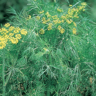 VibeX GBPUT-44 - Fernleaf Dill - (750 Seeds) Seed(750 per packet)