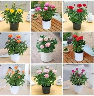 Aro Rose, Flower seeds Seed(37 per packet)