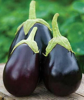CYBEXIS NDIR-85 - Brinjal Big Gajraj / Eggplant - (150 Seeds) Seed(150 per packet)