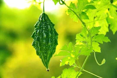 Oliver F1 BEST QUALITY BITTER GOURD SEEDS Seed(15 per packet)