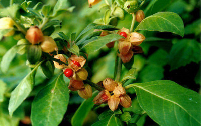 XOLDA Ashwagandha herbs Seed(32 per packet)