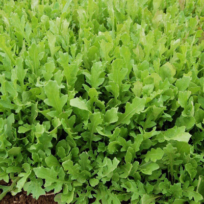 CYBEXIS TLX-92 - Surrey Arugula - (750 Seeds) Seed(750 per packet)