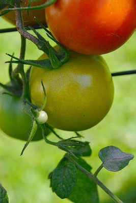 Brotherss Farm tomato Seed(70 per packet)