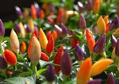 Qualtivate PUA-7A Numex Twilight Very Beautiful Chilli Seed(300 per packet)