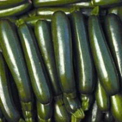 Qualtivate ICRA-1A Squash Long Dark Green Seeds Seed(30 per packet)