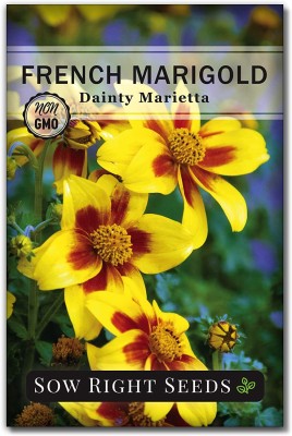 CYBEXIS NDIR-51 - Dainty Marietta Marigold - (2250 Seeds) Seed(2250 per packet)