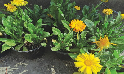 GREENSEA Calendula Flower Seed(26 per packet)