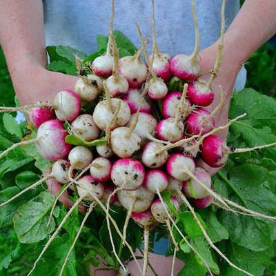WILLVINE XL-627 Sparkler White Tip Radish Seed(500 per packet)
