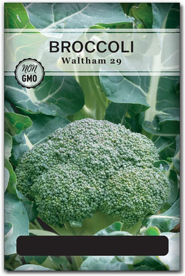 VibeX ® VMR-678 Broccoli Seeds (Green) Seed(200 per packet)
