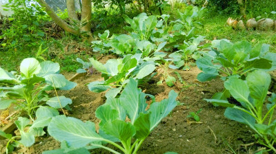 Seedsqlty Green cabbage seeds, high germination (20 seeds) Seed(20 per packet)