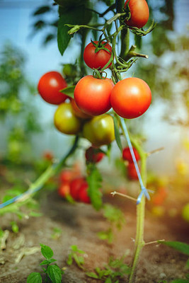 Ultrawise tomato Seed(70 per packet)