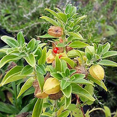 Aywal Ashwagandha Herb Seed(55 per packet)