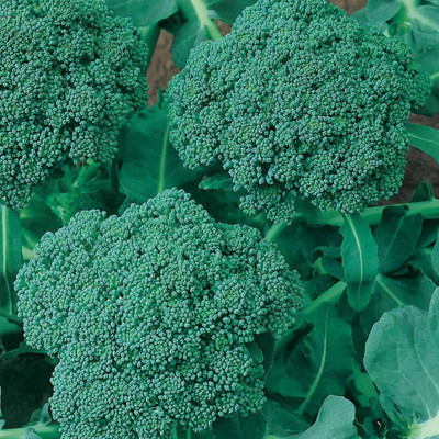 Qualtivate PUA-3A of Broccoli Waltham 31 Seed(300 per packet)