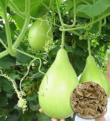 Greenfall 15 Seeds of Round Bottle Gourd for Easy Planting and Delicious Cooking Seed(15 per packet)