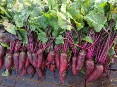 Quentova Beetroot 'Cylindra'-GAV Seed(200 per packet)
