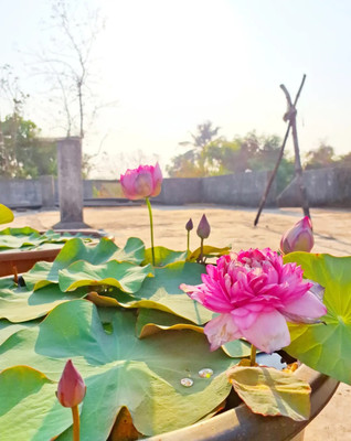 Greenfall 10 Lotus Flower Seeds (Mixed Varieties) Seed(10 per packet)