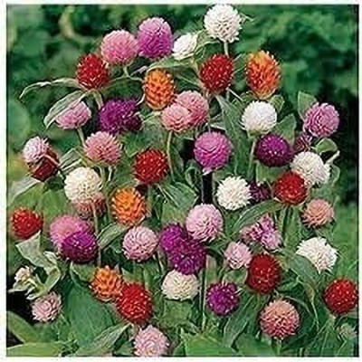 Lorvox Gomphrena Red Haageana Strawberry Seed(80 per packet)