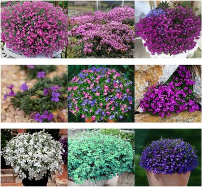 CYBEXIS XLR-6 - Mix Creeping Thyme Ground Cover - (1350 Seeds) Seed(1350 per packet)