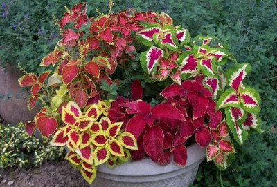 Quentova Coleus Rainbox Mix - Exotic Houseplant-22V-VDI Seed(50 per packet)