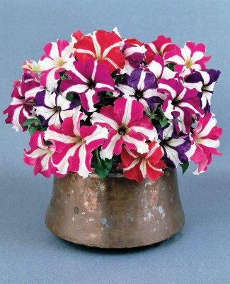 CYBEXIS XL-97 - Petunia Starfall Rainbow Mix - (180 Seeds) Seed(180 per packet)