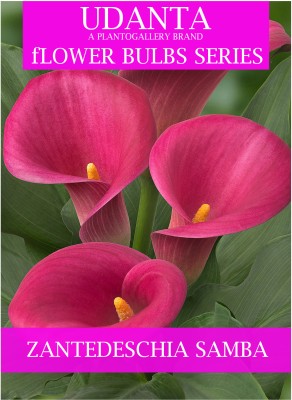 Udanta Imported Big Size Flower Bulbs Light Pink For All Season - Set Of 2pcs (Samba) Seed(2 per packet)