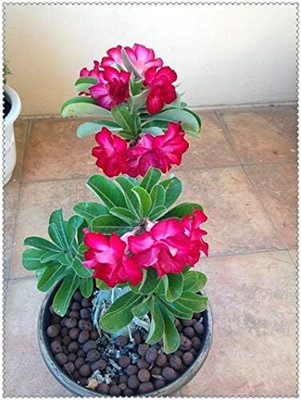 Qualtivate XL-271 Dark Pink Adenium obesum Desert Rose Seeds Seed(30 per packet)