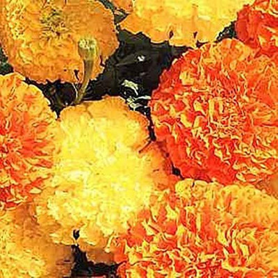 VibeX ® XXL-315 Marigold African Crackerjack Mix Seed(500 per packet)