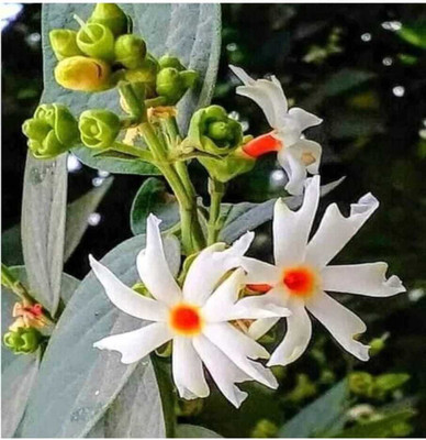 usdeepar rtetail Neo Seeds Brazilian jasmine Seed(40 per packet)