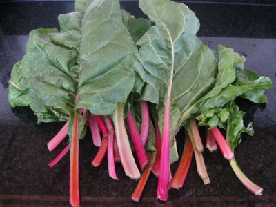 KNESSiN Pink Lipstick Swiss Chard Perpetual Spinach Beta Vulgaris[400 Seeds] Seed(400 per packet)