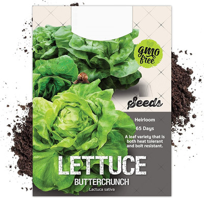 CYBEXIS Buttercrunch Lettuce2000 Seeds Seed(2000 per packet)